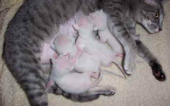 2004 Tabra feeding kits.jpg (13410 bytes)