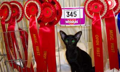 Fifi Red Card Day.jpg (15328 bytes)