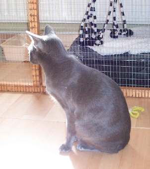 foxy03.jpg (13807 bytes)