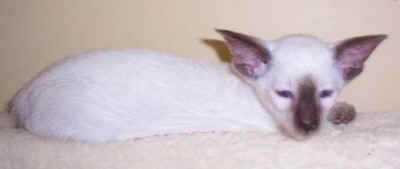 foxy09.jpg (9717 bytes)