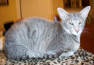 foxy11.jpg (33496 bytes)