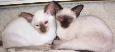 foxy12.jpg (23239 bytes)