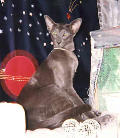 foxypawstut.jpg (17331 bytes)