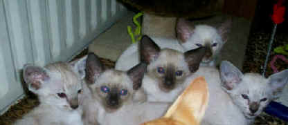 foxykittens.jpg (168152 bytes)