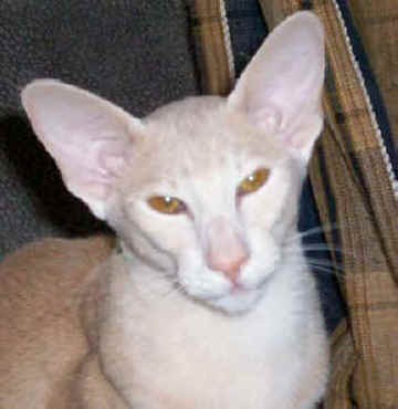 marmalade1.jpg (20234 bytes)