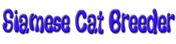 siamese cat breeder