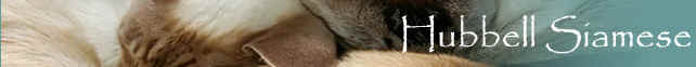 Hubbell Siamese Cats And Kittens