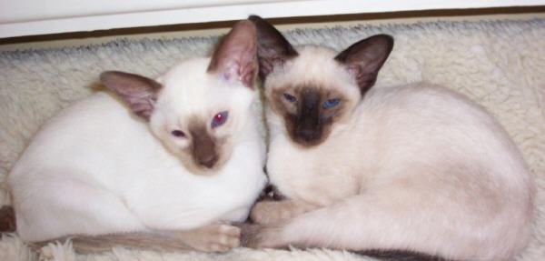 twokits.jpg (21126 bytes)